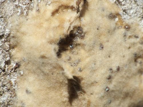 Lymantria dispar